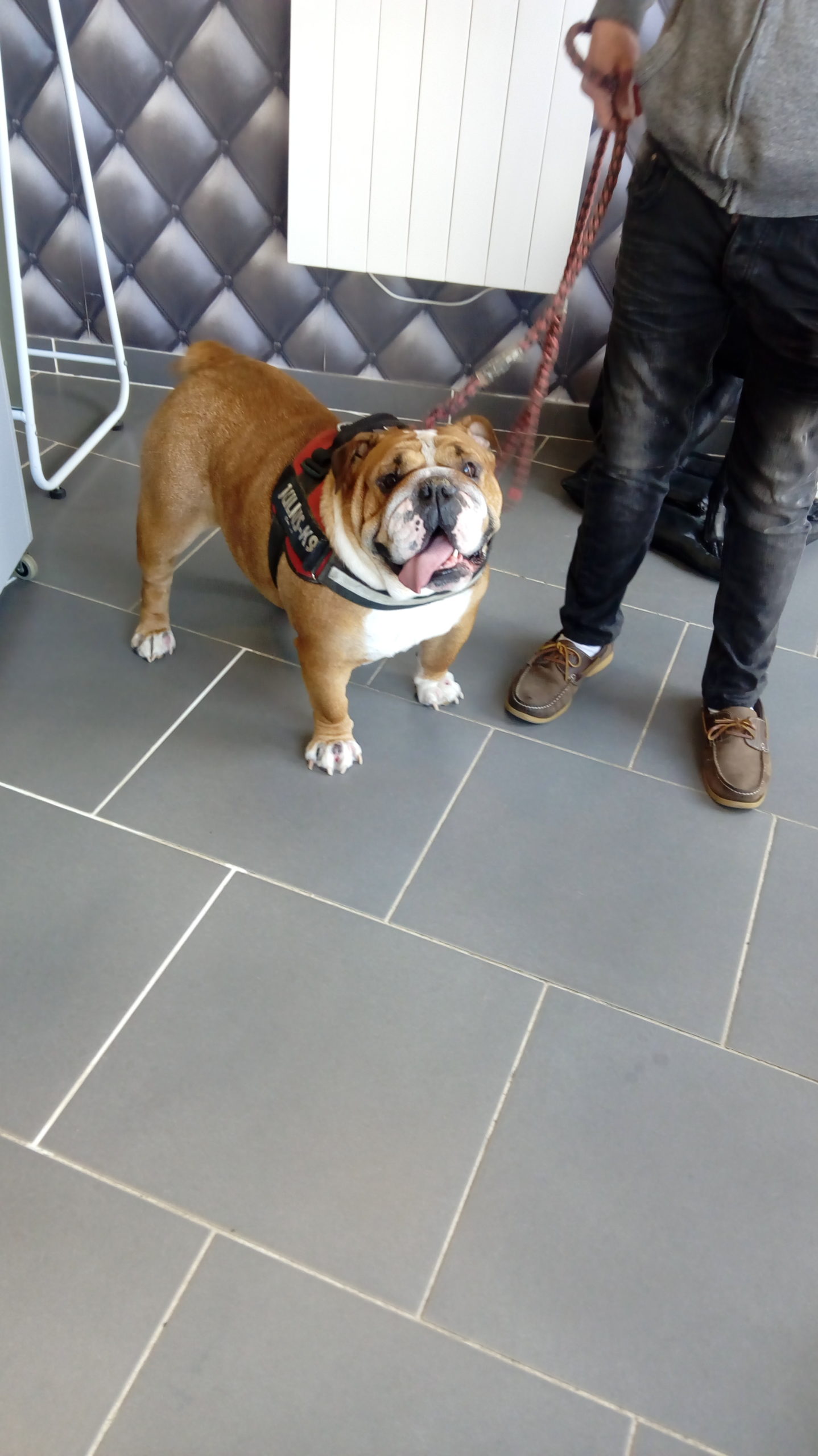 bouledogue croisé staff